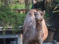 Arabian camel or Dromedary (Camelus dromedarius) the tallest of the three species of camel, walking in the zoo.