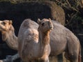 Arabian camel or Dromedary (Camelus dromedarius) the tallest of the three species of camel, walking in the zoo.