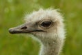 Closeup of an Arabian ostrich (Struthio camelus syriacus) face Royalty Free Stock Photo