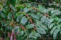 Closeup Arabica coffee plant and fresh bean