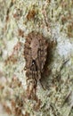 Aradus conspicuus on wood