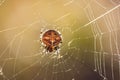 Closeup of Araneus diadematus, commonly called the European garden spider.