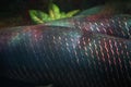 Closeup Arapaima or Sudis gigas