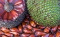 Closeup of an araucaria pine cone from Brazil with edible pine nuts
