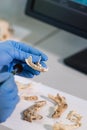 Closeup of archaeologist working in natural research lab. Laboratory assistant cleaning animal bones. Close-up of hands