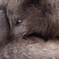 Closeup of Arctic Fox with thick brown fur, Hornstrandir Nature Reserve, Iceland