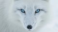 Closeup of an Arctic foxs brilliant blue eyes peering out from its frostcovered face trying to navigate through a