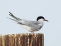 Closeup of an Arctic Tern Perched atop a Pillar