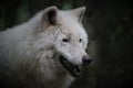 Closeup of an Arctic wolf, Canis lupus arctos. Animal portrait. Royalty Free Stock Photo