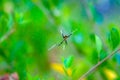 Closeup of an Argiope anasuja spider on its own net in the woods Royalty Free Stock Photo