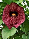 Closeup Aristolochia littoralis gigantea plant calico flower or elegant mast pipe -shaped flowers are dark red ,Birthwort ,Pipevin