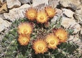 Closeup of Arizona Barrel Cactus in Glorious Full Bloom