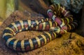 Closeup of a Arizona mountain king snake, Vivid colored tropical serpent from America, Popular reptile pet in herpetoculture