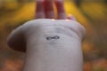 Closeup of the arm with an infinity symbol tattooed in his wrist. infinity sign on the hand. endless love concept Royalty Free Stock Photo