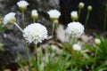 Armeria pseudarmeria with ball-shaped white flowers