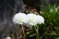 Armeria pseudarmeria with ball-shaped white flowers