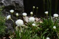 Armeria pseudarmeria with ball-shaped white flowers