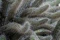 Closeup arms of South American Toothpick Cactus