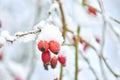 Closeup of Armur rose buds covered in snow on a white winter day. Budding roses growing in a garden or forest with Royalty Free Stock Photo