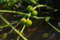 Closeup of arrowhead flower. Sagittaria sagittifolia plant Royalty Free Stock Photo