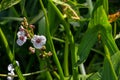 Closeup of arrowhead flower. Sagittaria sagittifolia plant Royalty Free Stock Photo