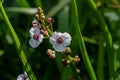 Closeup of arrowhead flower. Sagittaria sagittifolia plant Royalty Free Stock Photo