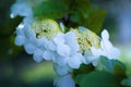 Arrowwood Viburnum flowers Royalty Free Stock Photo