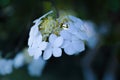 Arrowwood Viburnum flowers