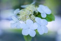 Arrowwood Viburnum flowers