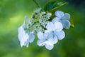 Arrowwood Viburnum flowers