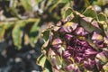 Closeup of an artichoke growing in a vegatable garden in the Netherlands with bookeh