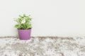 Closeup artificial green plant made from plastic with white flower in purple pot on blurred gray carpet and white cement wall text Royalty Free Stock Photo