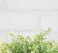 Closeup artificial green plant on white brick wall textured background with copy space