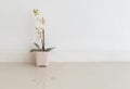 Closeup artificial plant with white flower on pink flower pot on blurred marble floor and white cement wall textured background , Royalty Free Stock Photo