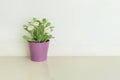 Closeup artificial plant with white flower on purple pot on blurred marble floor and white cement wall textured background Royalty Free Stock Photo