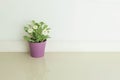 Closeup artificial plant with white flower on purple pot on blurred marble floor and white cement wall textured background Royalty Free Stock Photo