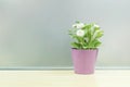 Closeup artificial plant with white flower on purple pot on blurred wooden desk and frosted glass wall textured background Royalty Free Stock Photo