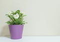 Closeup artificial plant with white flower on purple pot on blurred wooden white desk and wall textured background in room with co