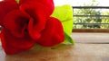 Closeup Artificial red rose flower