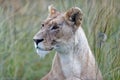 Closeup artistic out-of-focus shot of a lioness in the grass blurred background
