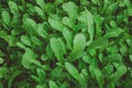 Closeup of arugula greens on the farm Royalty Free Stock Photo