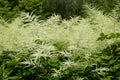 Aruncus dioicus with white flowers