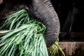 Closeup asain elephant eating green grass Royalty Free Stock Photo