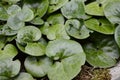 Asarum europaeum with glossy leaves