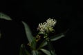 Closeup of Asclepias verticillata, the whorled milkweed on black background.