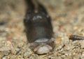 Closeup of ash-black slug, Limax cinereoniger facing the camera Royalty Free Stock Photo