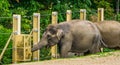 Closeup of a asian elephant eating hay from a feeding basket, zoo animal diet, Endangered animal specie from Asia Royalty Free Stock Photo