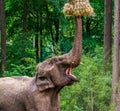 Closeup of a asian elephant grabbing hay, zoo animal feeding, Endangered animal specie from Asia Royalty Free Stock Photo