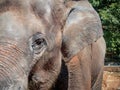 Closeup Asian Elephant head Royalty Free Stock Photo