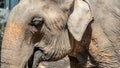 Closeup Asian Elephant head Royalty Free Stock Photo